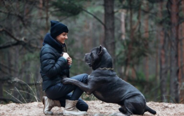 Cane Corso Breeding